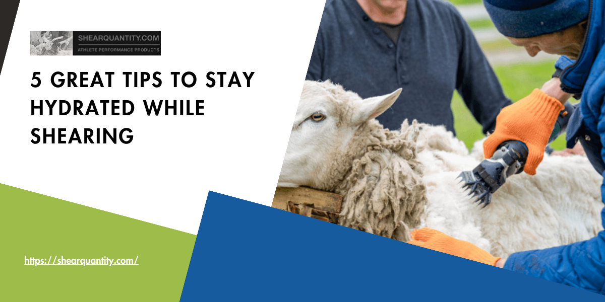 sheep shearing
