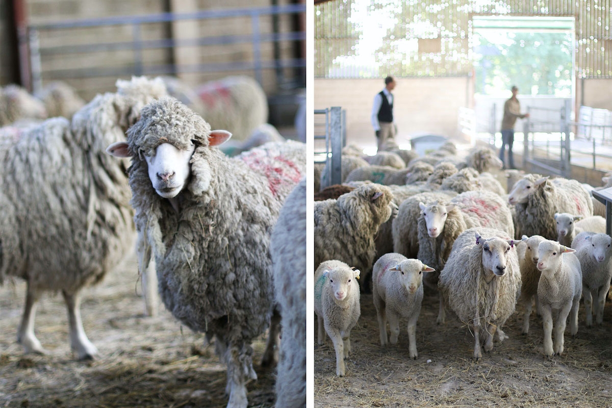 Fasting of Sheep Before Shearing