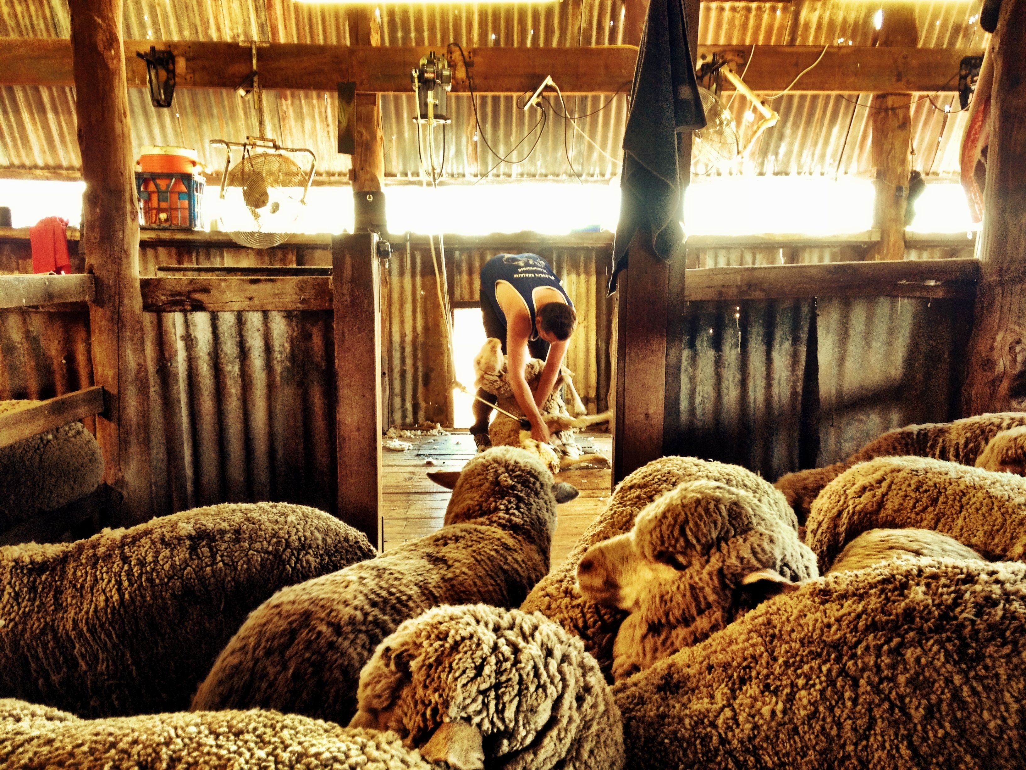 HOW SHEEP SHEARING IS PERFORMED IN AUSTRALIA