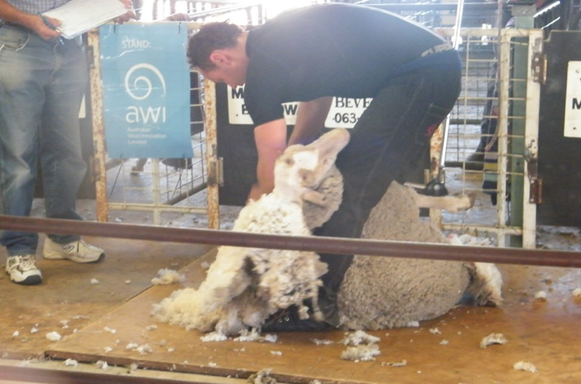 Show Shearing