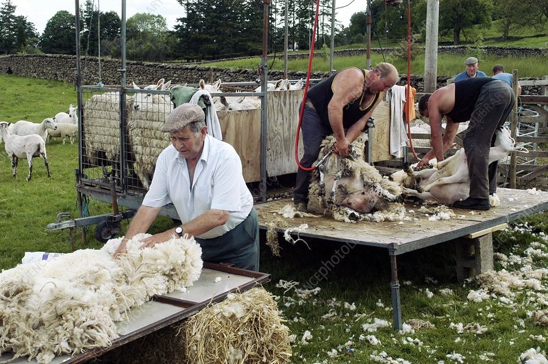 Sheep shearing tips