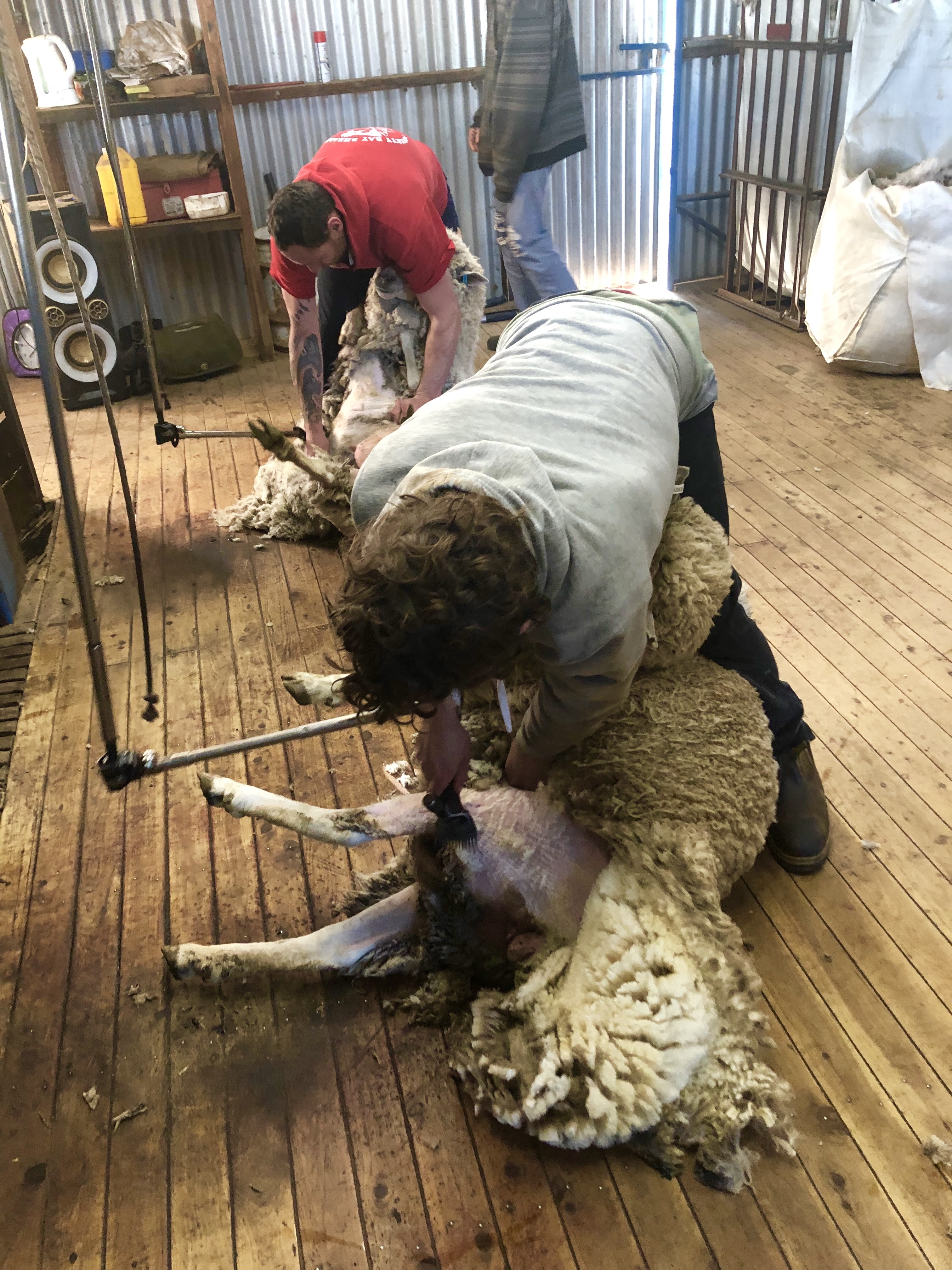 2 Stand Shearers