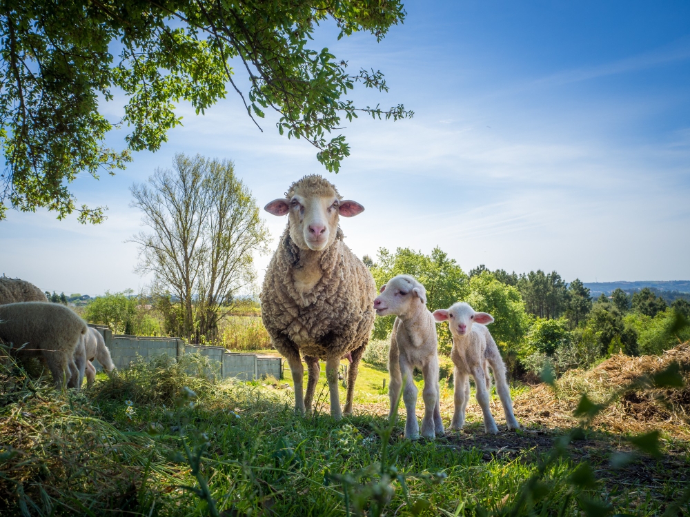 Sheep Reproduction